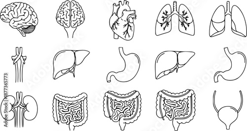 Human Anatomy Line Icons Set with Internal Organs for Medical and Healthcare Design