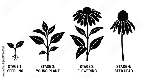 Echinacea plant life cycle stages illustration. Shows seedling, young plant, flowering and seed head development.