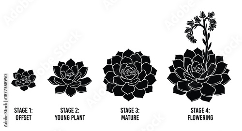 Hen and Chicks Plant: Stages of Growth Illustration - Botanical Life Cycle Diagram