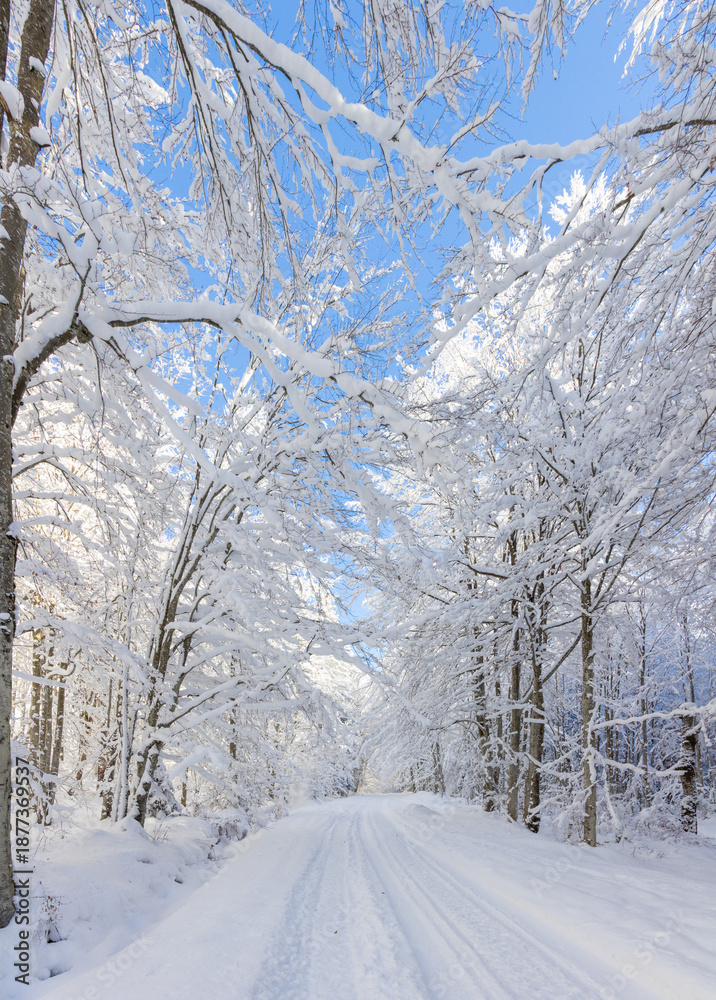 Fototapeta premium A serene winter landscape featuring a snow-covered forest road under a clear blue sky and trees lining the path are heavily laden with fresh snow, creating an idyllic, tranquil scene