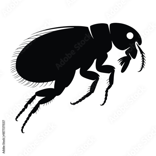 Flea in mid-leap Vector, Silhouette, Illustration