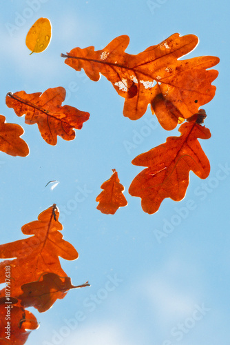 Gros plan sur une feuille de chêne d'automne marron posée sur une vitre transparente avec un fond bleu flou
