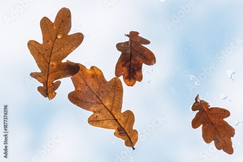 Gros plan sur une feuille de chêne d'automne marron posée sur une vitre transparente avec un fond bleu flou
