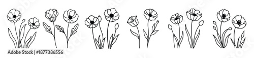 Six Black Line Drawings of Poppy Flowers and Buds line art