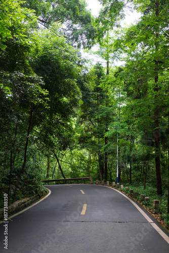 Winding Forest Road Beneath Green Canopy on Mount Emei