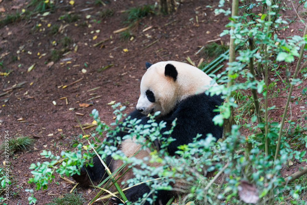 Fototapeta premium Giant Panda Sitting in Lush Forest Habitat in China