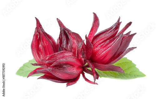 roselle flower isolated on white background.