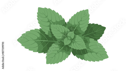 A fresh and vibrant sprig of green mint leaves, shown from a top-down view and isolated on a white background.