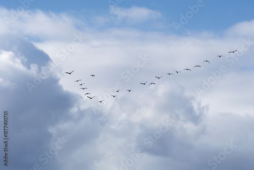 Bilde på lerret Flock of migratory cormorant flying V-formation through a bright sky scattered with fluffy clouds