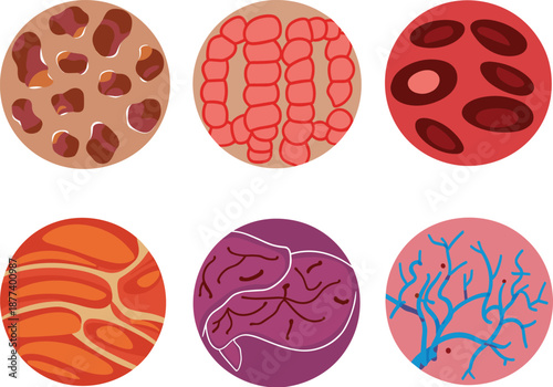 Microscopic biology cells illustration set, colorful human tissue and blood cell structures, educational flat vector science icons isolated on white background