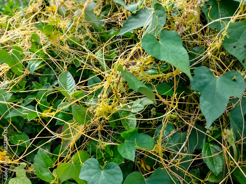 Obraz na plátně Giant dodder or Amarbel (Cuscuta reflexa) on a host tree (yellow oleander)