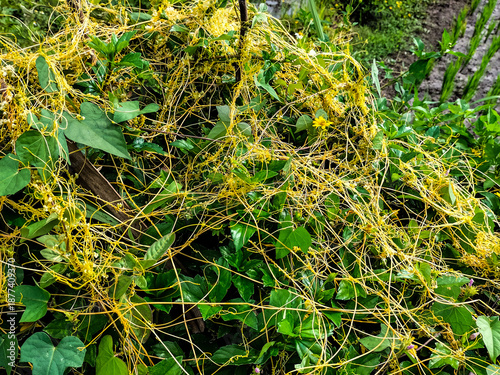 Photography Giant dodder or Amarbel (Cuscuta reflexa) on a host tree (yellow oleander)