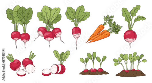 Botanical sketches of radishes and carrots show the vegetables whole, sliced, and growing in the soil with green leaves.