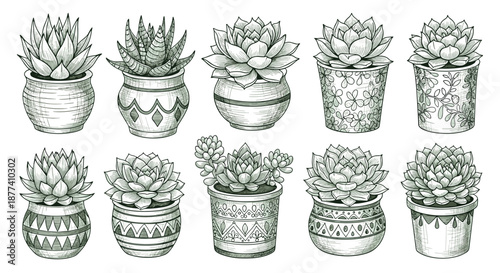 Collection of various succulent plants in decorated ceramic pots is rendered in detailed black and white line art sketches.