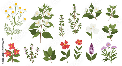 Collection of botanical illustrations featuring different garden flowers and medicinal herbs with green leaves on white background.
