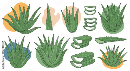Set of aloe vera plant illustrations including whole succulents and cut slices showing transparent gel for cosmetic and health uses.