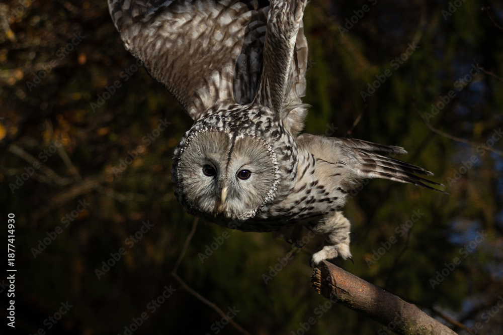 Fototapeta premium Owl portrait in winter, ural owl in winter forest.