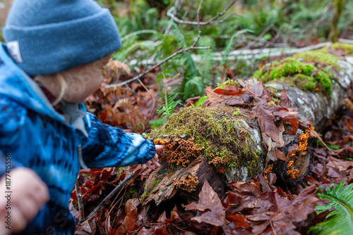 Cuadro en lienzo A young toddler explores a forest floor, inspecting different mushrooms growing on a moss-covered