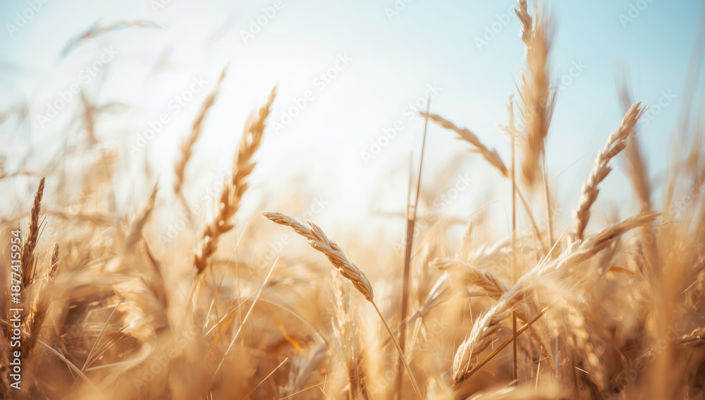 Fototapeta premium Golden wheat field under clear sky with warm sunlight and gentle breeze