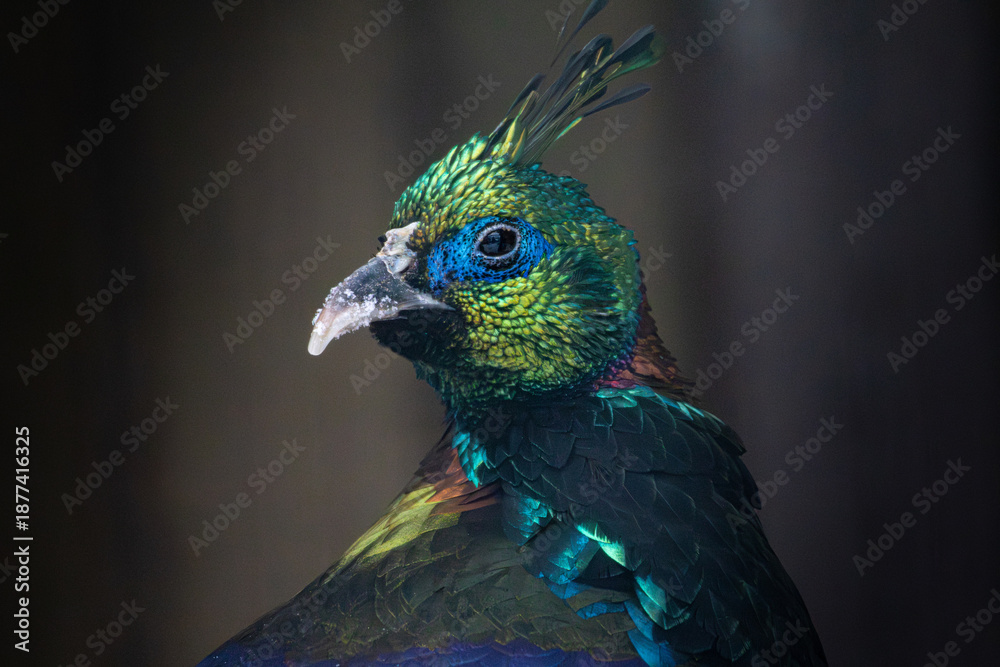 Obraz premium Close up of a Himalayan Monal