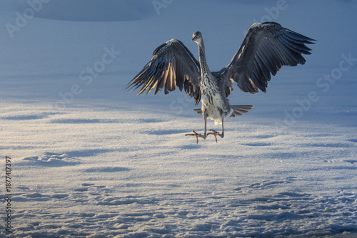 The grey heron (Ardea cinerea) on the ice