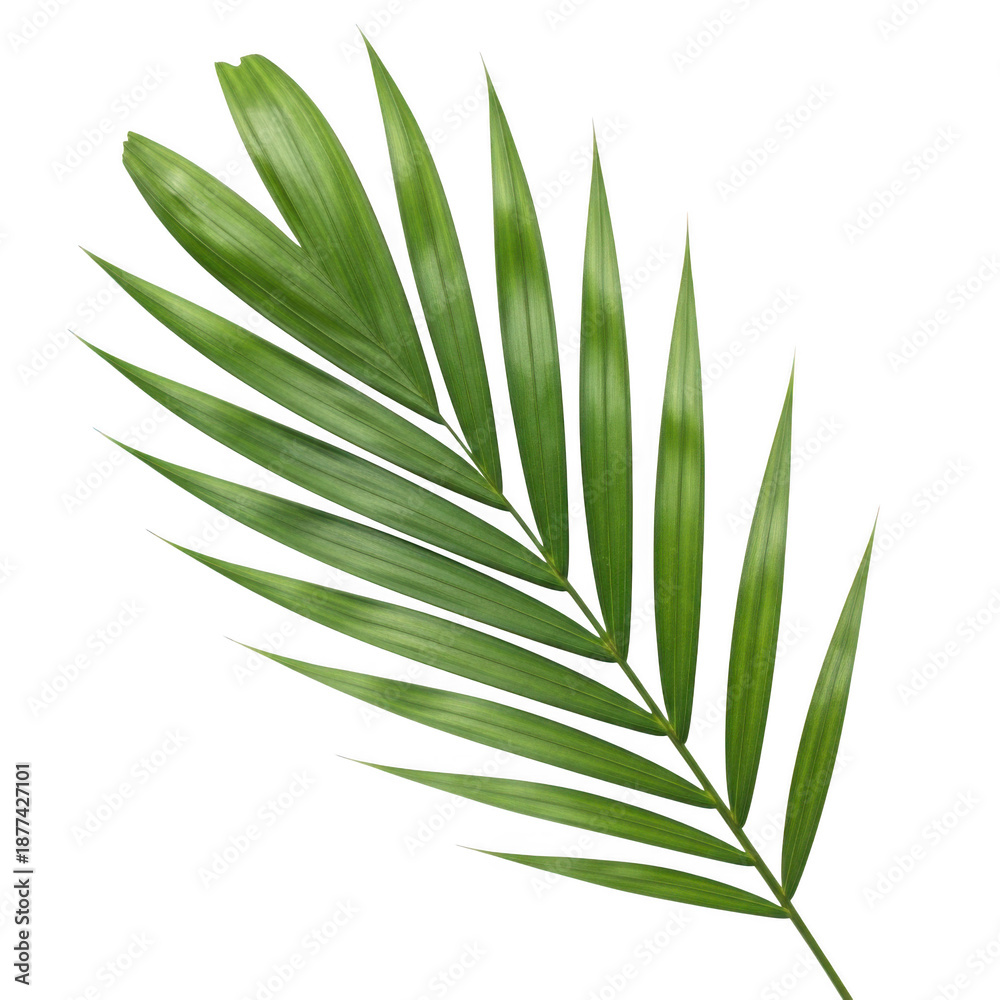 Fototapeta premium Green palm leaf isolated on transparent background