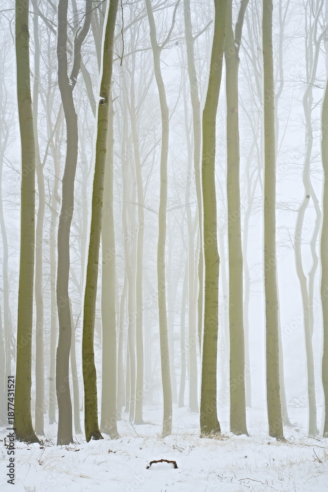 Obraz premium artistic photography of a winter beech forest in fog 