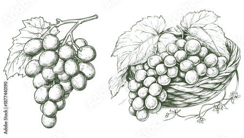 Botanical Sketch of Wine Grapes and Leaves - Organic Winery Design Element