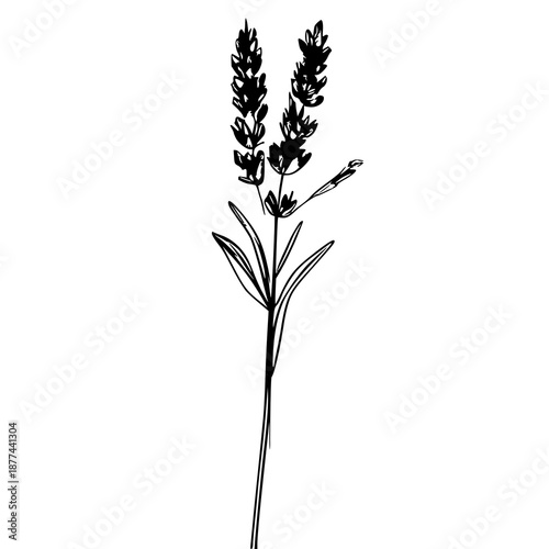 Elegant single stem lavender flower in thin black line art illustration, perfect for botanical graphics, fashion design, and wellness branding