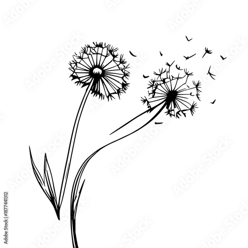 Minimalist dandelion seedhead drifting in breezy sky, elegant line art illustration suitable for illustrations, lifestyle, nature and art design
