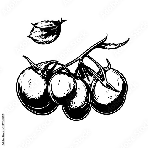 Black line art illustration of cherry tomato stem with bright red fruit, clean graphic for editorial design, marketing, food photography use