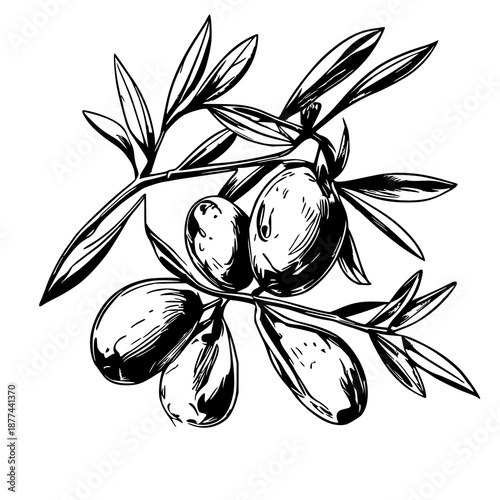 Black line art illustration of fresh olive branch with ripe olives for culinary branding, food packaging, Mediterranean recipes, and gift card designs
