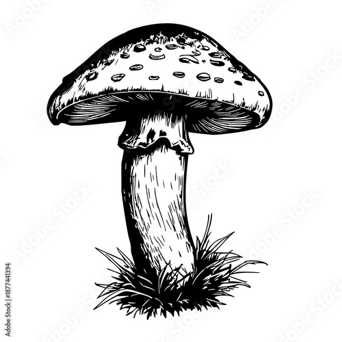 Detailed Chanterelle Mushroom Line Art PNG: Hand-Drawn Minimalist Botanical Illustration for Nature, Foraging, and Culinary Designs