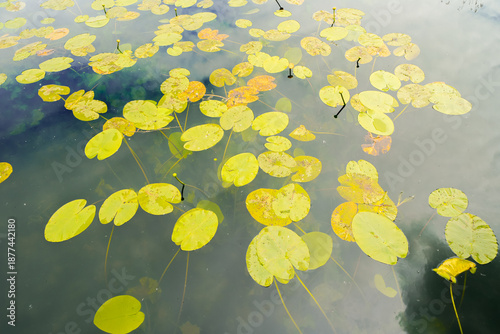 Obraz na płótnie Close-up of water lilies on the surface of a pond.