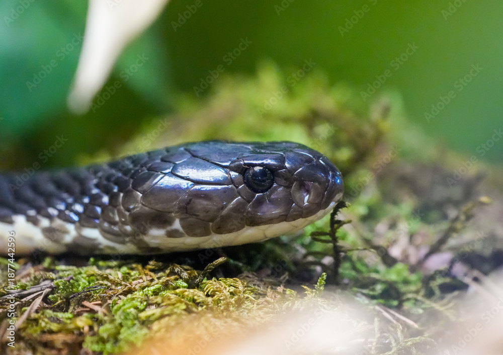 Fototapeta premium Portrait of a Siamese cobra. Close-up of a venomous snake. Naja siamensis. 