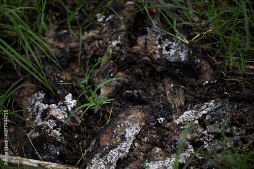Fungus Eating Abandoned Wood On Soil
