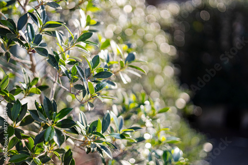 Korean Banyan Tree Under Bright Sunlight