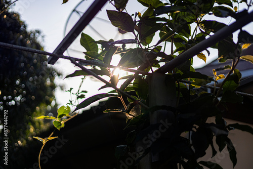 Petrea Volubilis Vines Draping Over Garden Arch