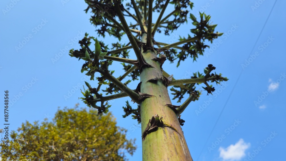 Fototapeta premium Low angle view of Agave Americana flower spike against blue sky background. Low Angle View of Tropical Baobab Tree Against Blue Sky