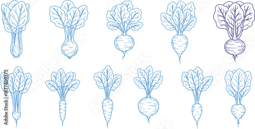Outline vegetable icons set beet root illustrations on transparent background