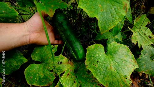 Showing or checking last well grown cucumber and moving camera away revealing plants tangled to garden fence begin to wither. There is ripe pumpkin in the background growing next to backyard trail