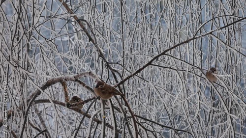 Sparrows sit in the frost on branches covered with hoarfrost..
