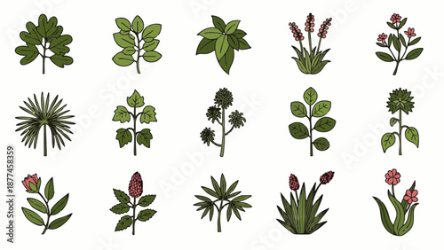 Various green plants and flowers on white background green leaves pink flowers