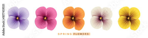 Spring Hibiscus flowers clipart set. Hibiscus Spring Flowers clip art in violet, pink, orange, white and yellow floral elements collection vector illustration.
