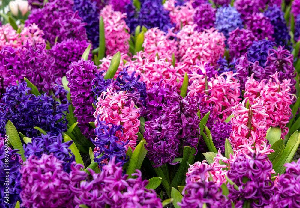 Obraz premium colorful hyacinths blooming in a garden