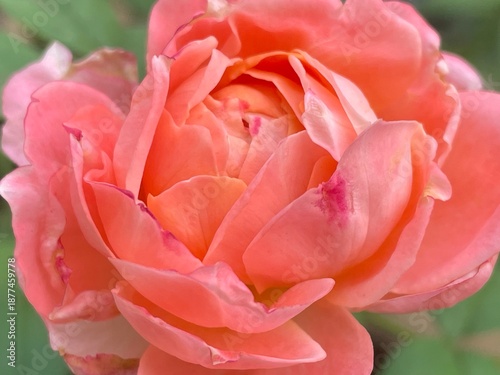 Beautiful pink rose petal in the garden	

