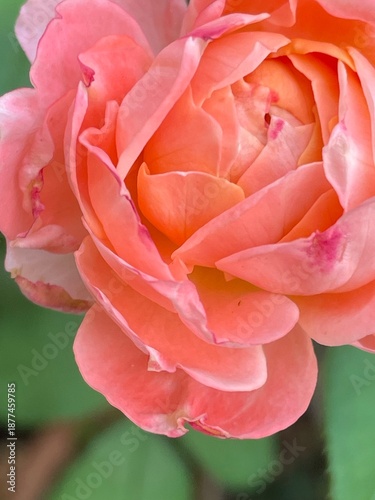 Beautiful pink rose petal in the garden	
