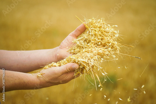Photos Close-up of hands holds grain seeds and straw