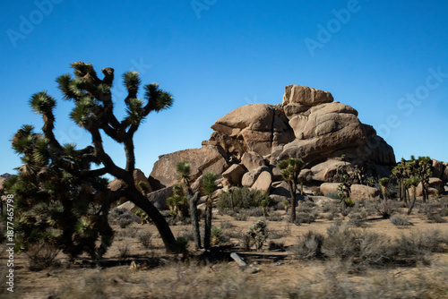 Desert Joshua trees in front of massive rock formation under blue sky