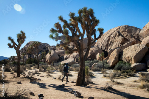 Lone hiker walking through desert terrain Joshua trees boulders